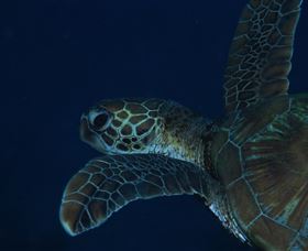 Keeper Reef Dive Site - Accommodation ACT 3