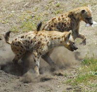 Altina Wildlife Park - Accommodation ACT