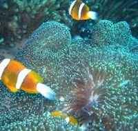 Davies Reef Dive Site - Accommodation ACT