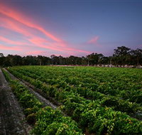 Amherst Winery - Accommodation ACT