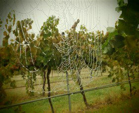 Red Earth Estate Vineyard - Accommodation ACT 8