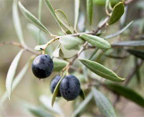 Wollundry Grove Olives - Accommodation ACT 2