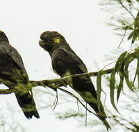 Conimbla National Park - Accommodation ACT