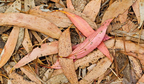 Green Camp - Accommodation ACT 2