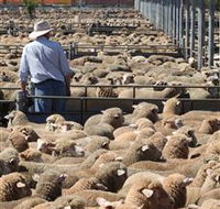 Livestock Marketing Centre - Accommodation ACT