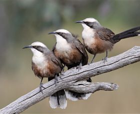 Winton Wetlands Reserve - Accommodation ACT 1