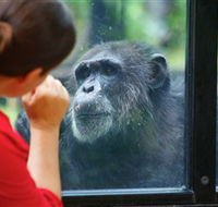 The Rockhampton Zoo - Accommodation ACT