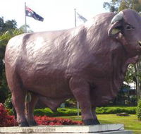 Rockhampton Bull Statues - Accommodation ACT