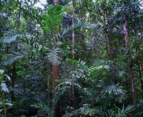 Kutini-Payamu (Iron Range) National Park (CYPAL) - Accommodation ACT 2