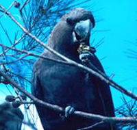 Mount Archer National Park - Accommodation ACT