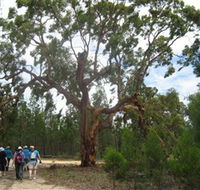 Koorilgur Nature Reserve - Accommodation ACT