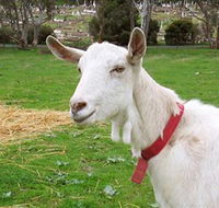 Dunkell Goats - Accommodation ACT