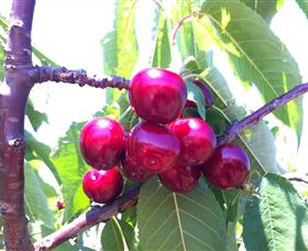 Ballinaclash Orchard And Cellar Door - Accommodation ACT 0