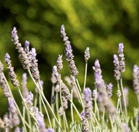Rustique Lavender Farm - Accommodation ACT