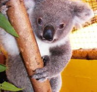 Cooberrie Park Wildlife Sanctuary - Accommodation ACT