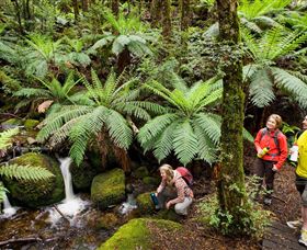 Baw Baw National Park - Accommodation ACT 0