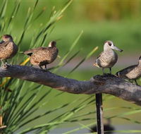 Jerrabomberra Wetlands - Accommodation ACT