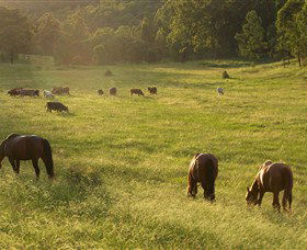 Chapman Valley Horse Riding - Accommodation ACT 4