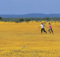 Wildflowers of the Mid West - Accommodation ACT