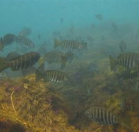 Bunurong Marine and Coastal Park - Accommodation ACT