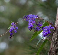 Mann River Nature Reserve - Accommodation ACT