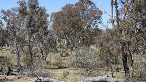 Remembrance Nature Park - Accommodation ACT 2