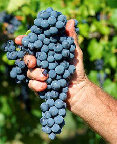 Stonehurst Cedar Creek Vineyard - Accommodation ACT 5