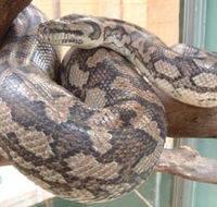 Armadale Reptile Centre - Accommodation ACT