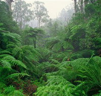 Tarra Bulga National Park - Accommodation ACT