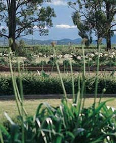 Vinden Estate Wines - Accommodation ACT 1