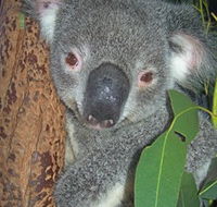 Hunter Valley Zoo - Accommodation ACT