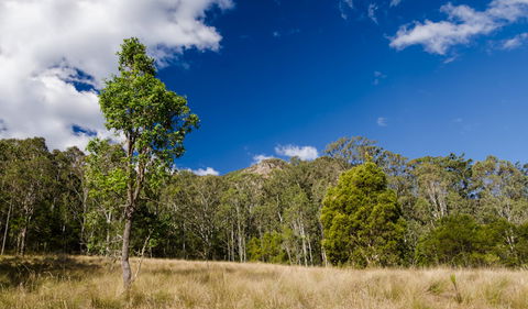 Brush Turkey Track - Accommodation ACT 0