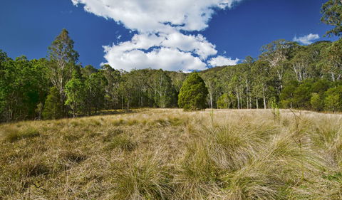 Brush Turkey Track - Accommodation ACT 1