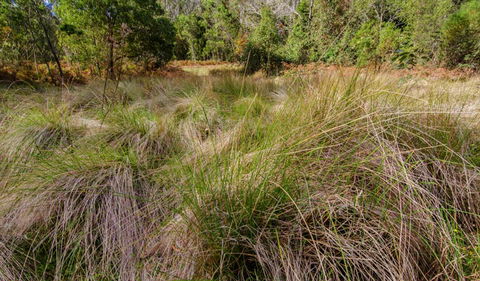Brush Turkey Track - Accommodation ACT 2