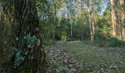 Brush Turkey Track - Accommodation ACT 3