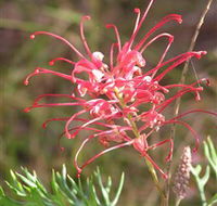 Wirrimbirra Sanctuary - Accommodation ACT