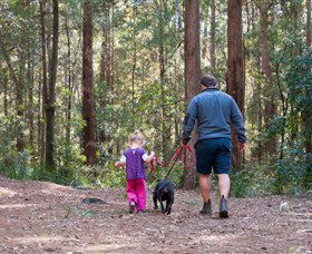 Olney State Forest - Watagan Mountains - Accommodation ACT 0