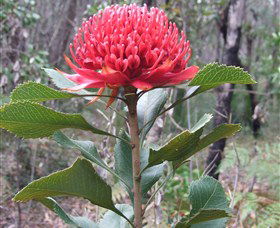 Olney State Forest - Watagan Mountains - Accommodation ACT 1