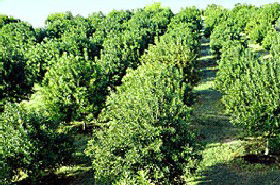 MacNuts WA Shop And Factory - Accommodation ACT 1