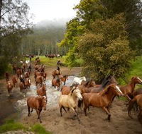 Glenworth Valley Horse Riding - Accommodation ACT