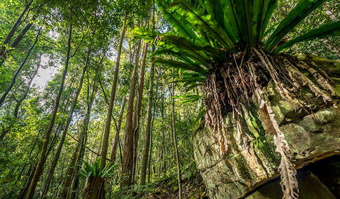 Palm Grove Nature Reserve - Accommodation ACT 1