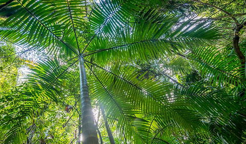 Palm Grove Nature Reserve - Accommodation ACT 3