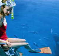 Roy Rufus Artificial Reef Dive Site - Accommodation ACT
