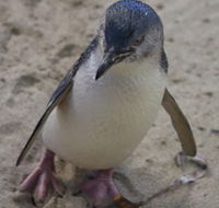 Penguin Island Boardwalks and Walk Trail - Accommodation ACT