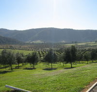Hastings Valley Olives - Accommodation ACT