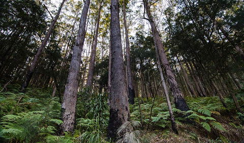 Hastings Forest Way Touring Route - Accommodation ACT 2
