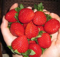 The Strawberry Farm - Accommodation ACT