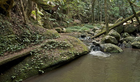 Booyong Walking Track - Accommodation ACT 1