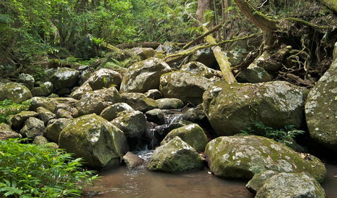Booyong Walking Track - Accommodation ACT 0