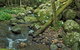 Booyong Walking Track - thumb 2
